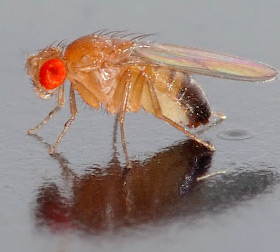 Drosophila melanogaster